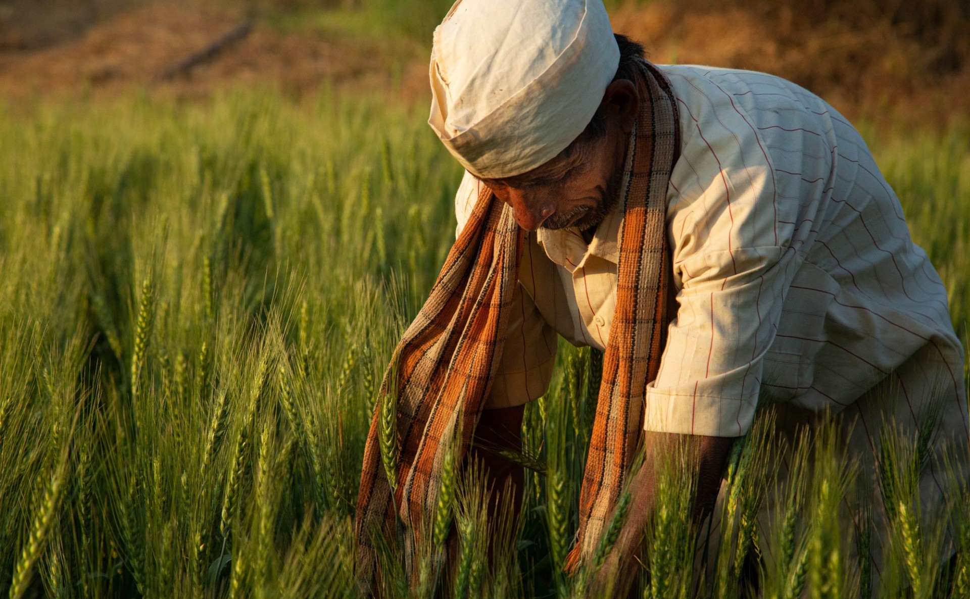 A farmer examines his wheat field at dusk in Jawahar, Maharastra, India. Photo credit Jacquelyn Turner (IRI/CCAFS)