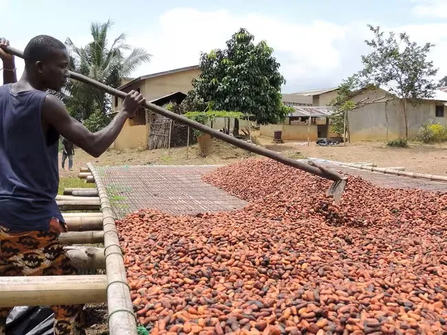 Côte d’Ivoire cocoa farmer. Photo: KokoDZ
