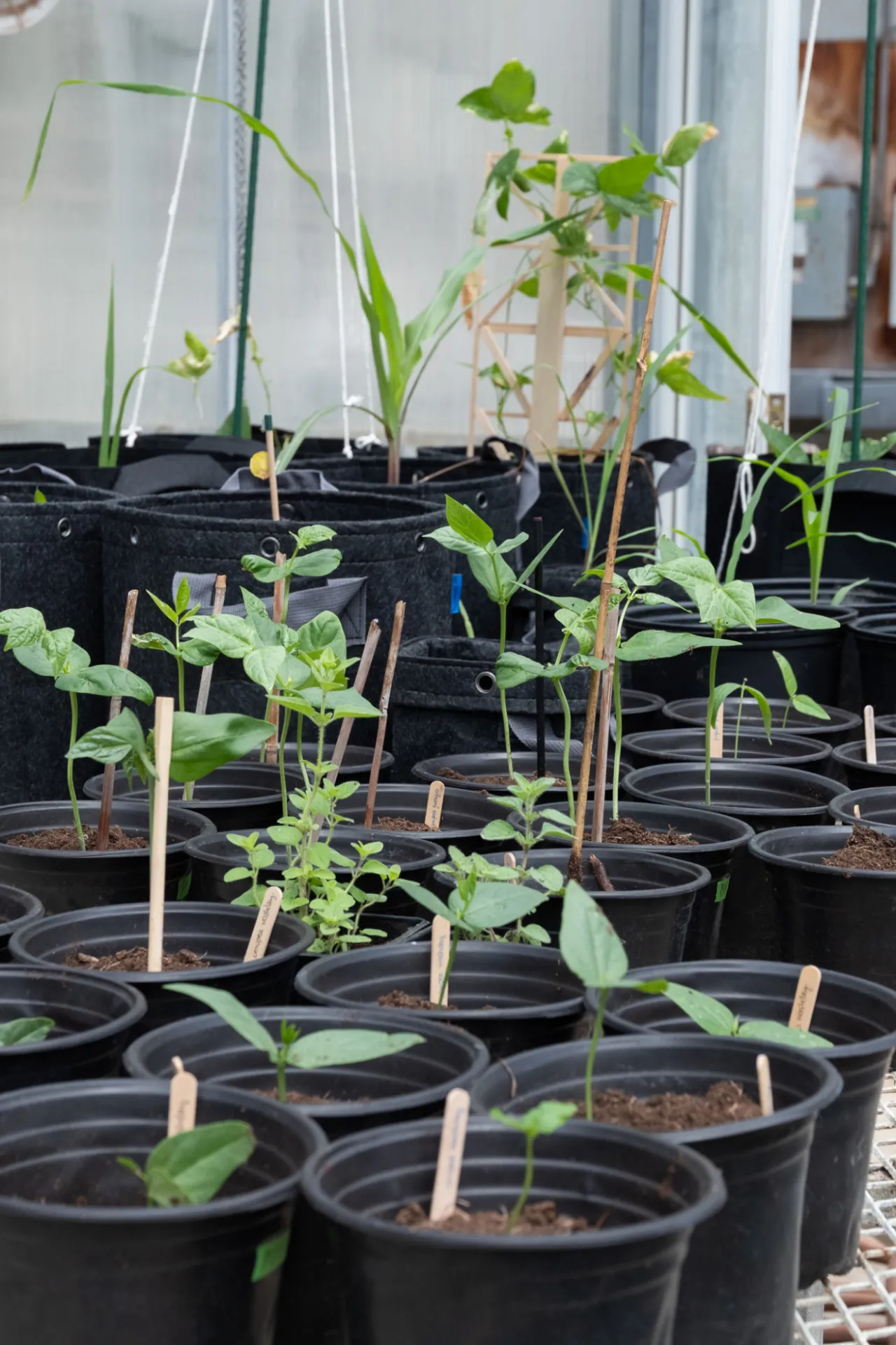 The greenhouse at Lamont Campus has been retrofitted to serve as the F4H Living Lab, hosting collaborative research and educational programming