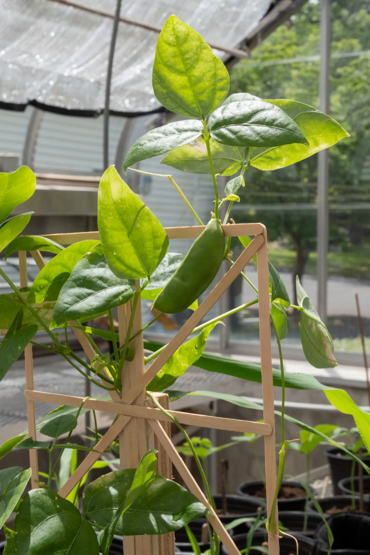 The greenhouse at Lamont Campus has been retrofitted to serve as the F4H Living Lab, hosting collaborative research and educational programming