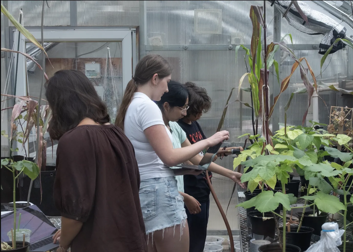 The greenhouse at Lamont Campus has been retrofitted to serve as the F4H Living Lab, hosting collaborative research and educational programming