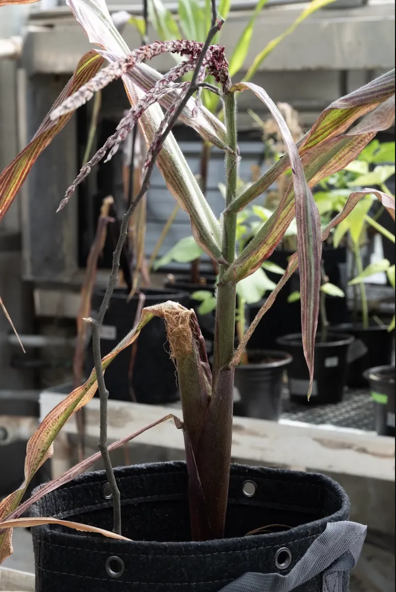 The greenhouse at Lamont Campus has been retrofitted to serve as the F4H Living Lab, hosting collaborative research and educational programming