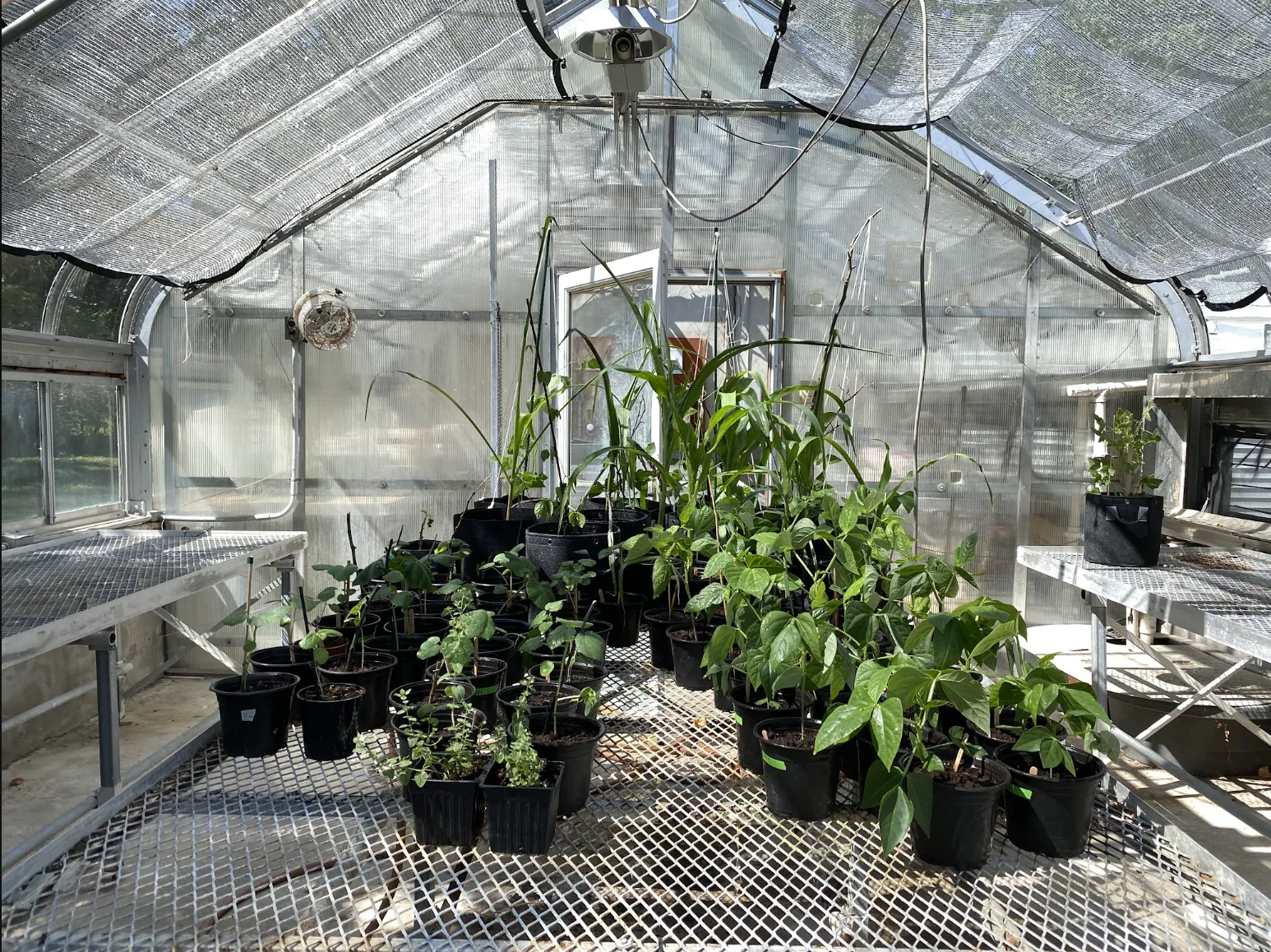 The greenhouse at Lamont Campus has been retrofitted to serve as the F4H Living Lab, hosting collaborative research and educational programming