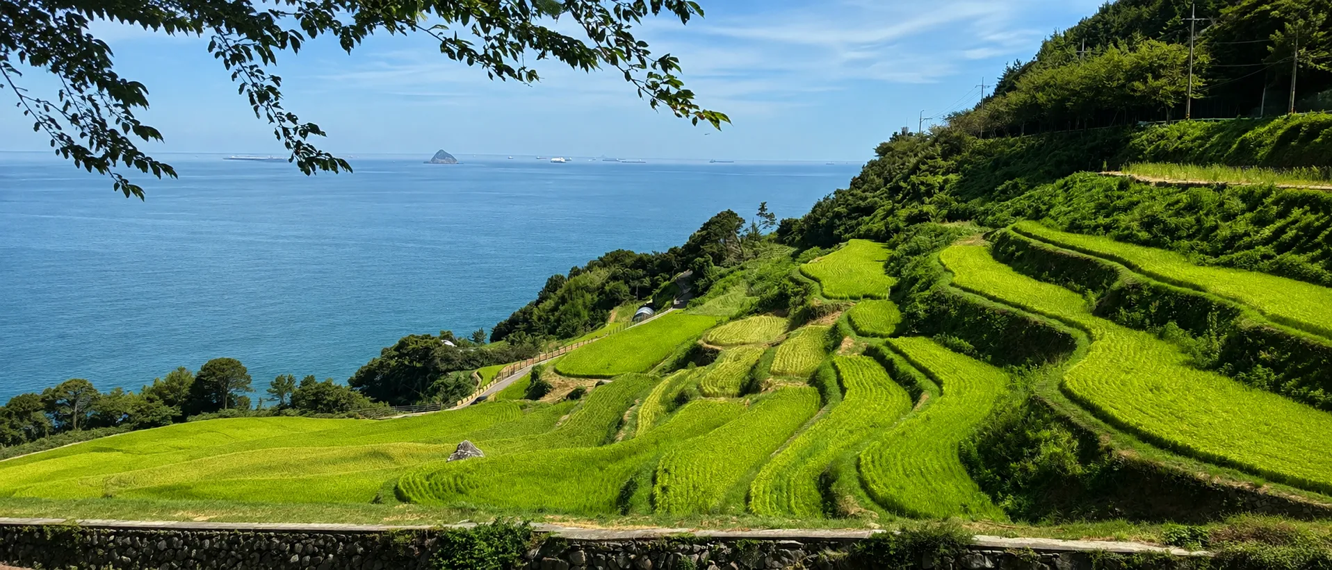 Traditional terraced rice paddies of Gacheon Village, Namhae, South Korea: a centuries-old agricultural landscape shaped into the steep coastal hillside. Photo Credit: M. Puma (2026)