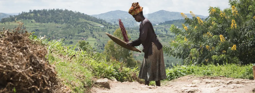A community member sorts beans amongst the hills of Rwanda. Photo credit Francesco Fiondella (CCS)